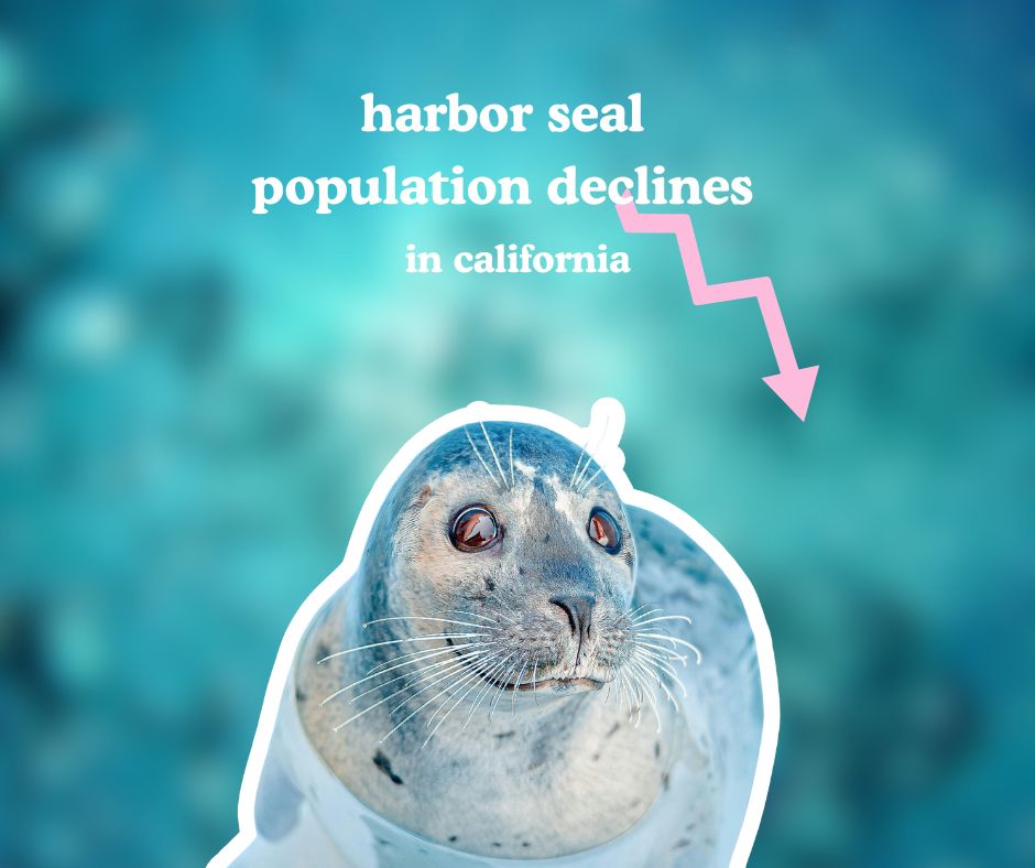 Harbor seal populations are on the decline in California - what can we do to help?