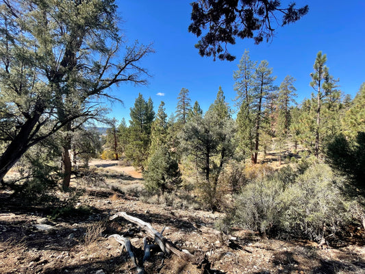 Travel: Big Bear, CA in Autumn