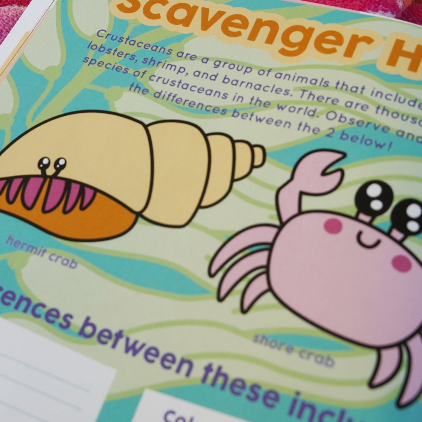 Sea Everything: An Ocean Discovery Journal