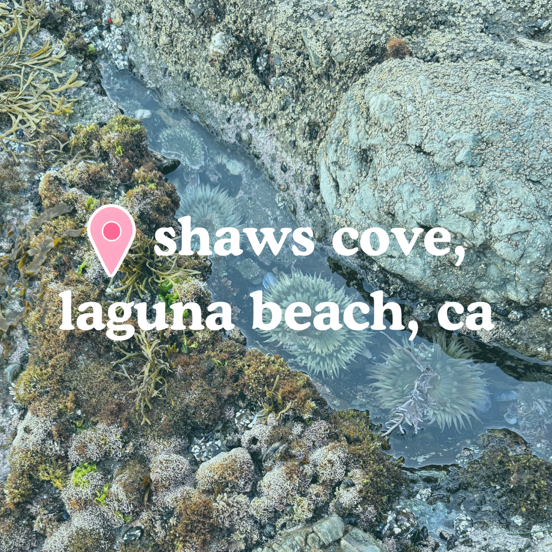 📍 Shaws Cove, Laguna Beach, CA