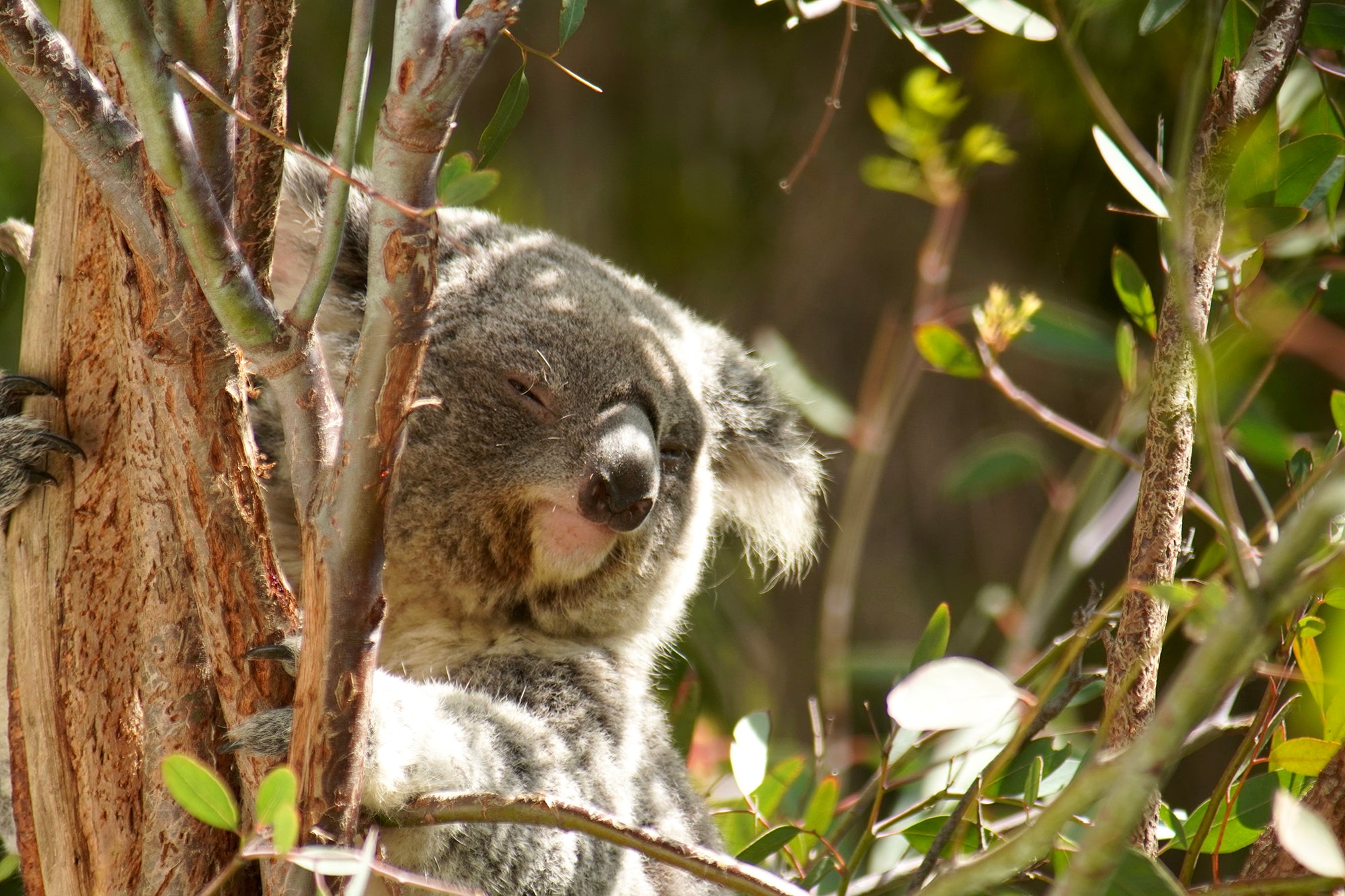 Why we donate to the Los Angeles Zoo