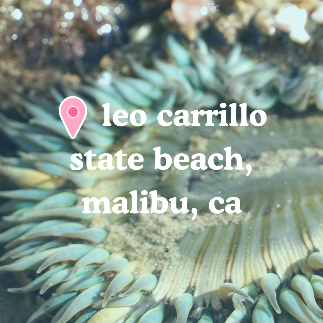 📍 Leo Carrillo State Beach, Malibu, CA