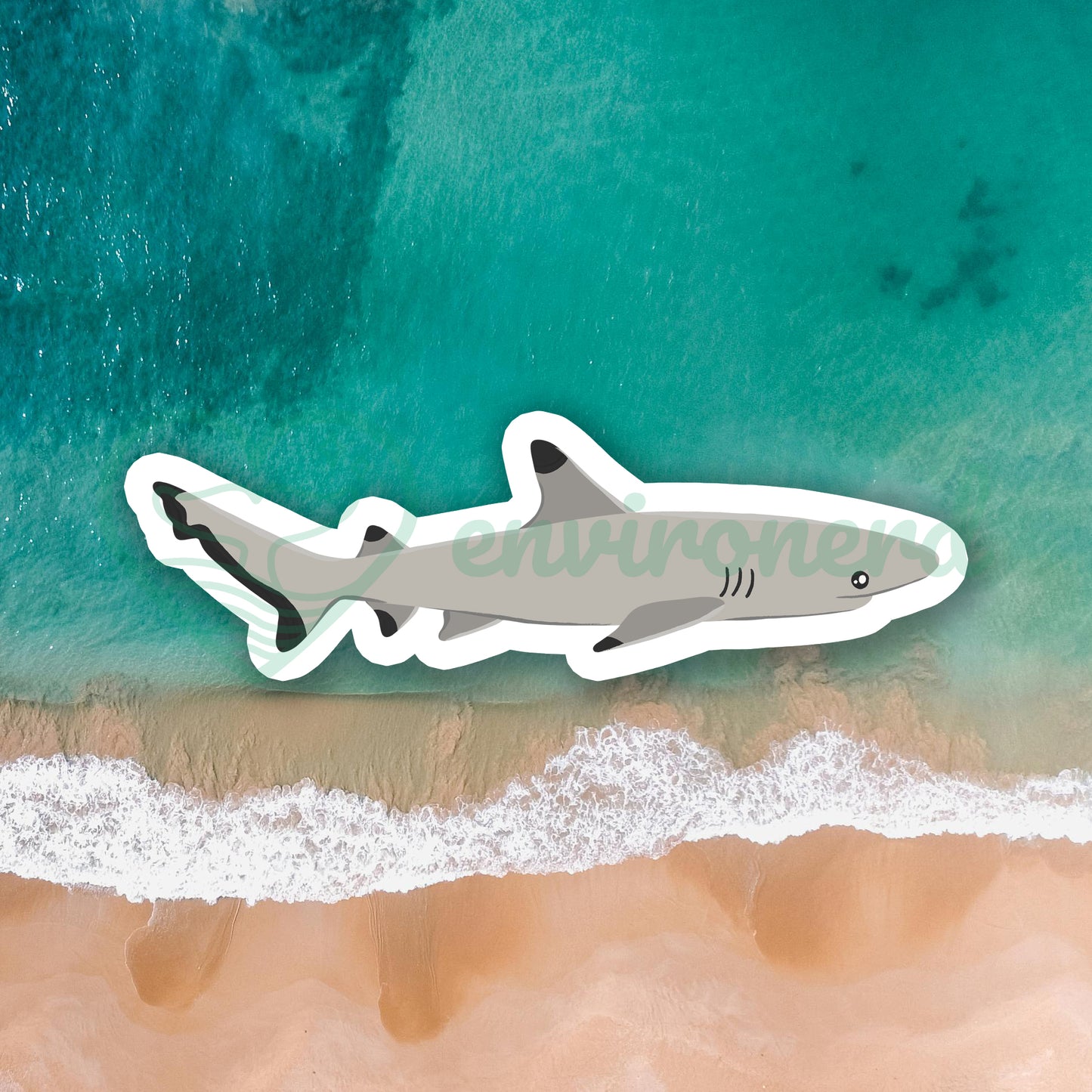 Blacktip reef shark sticker