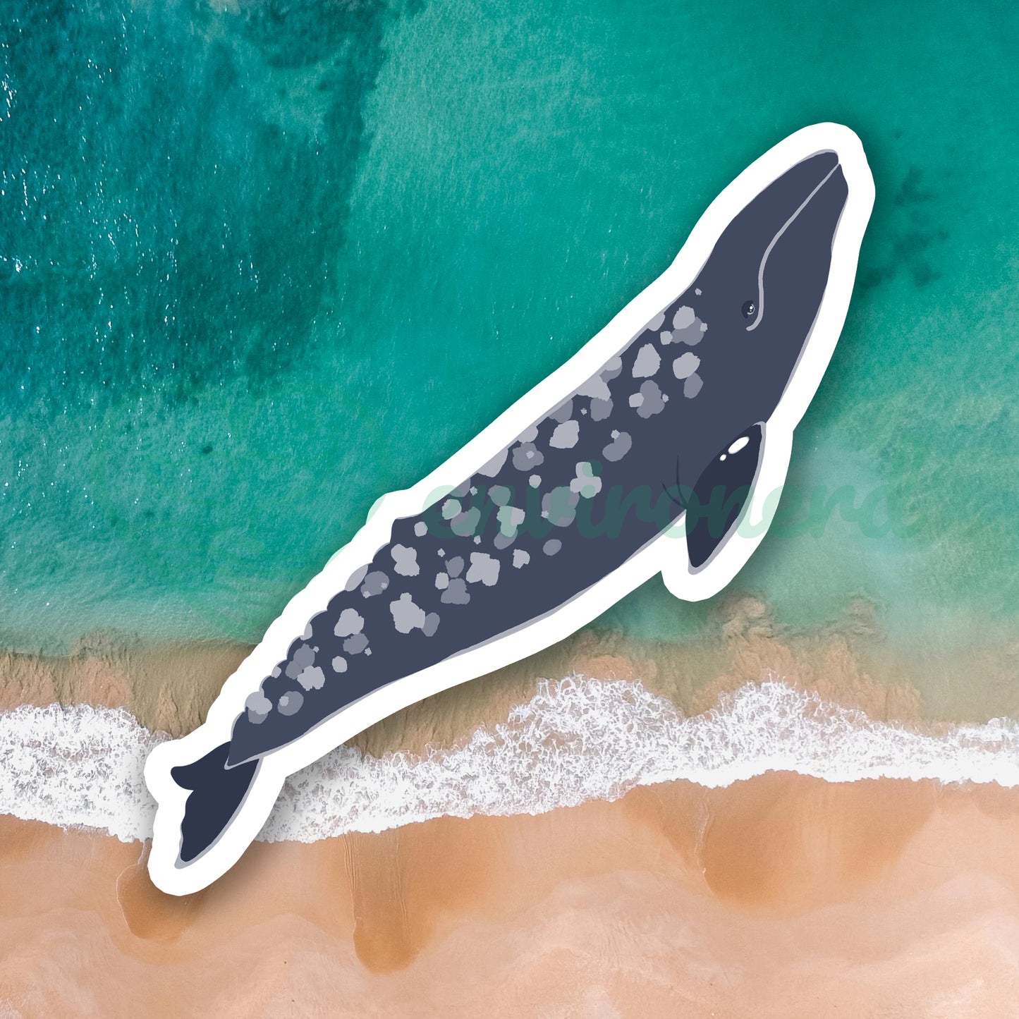 Gray whale sticker