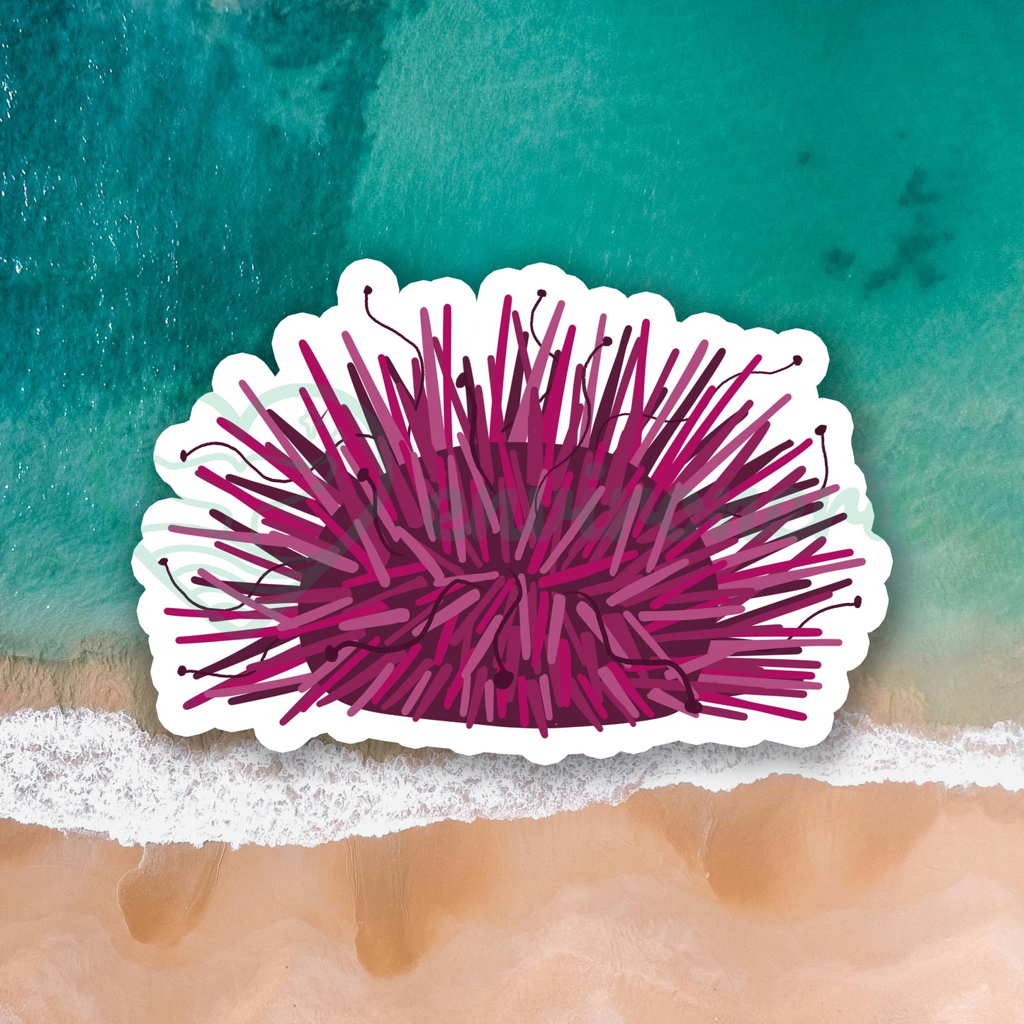 Sea urchin sticker